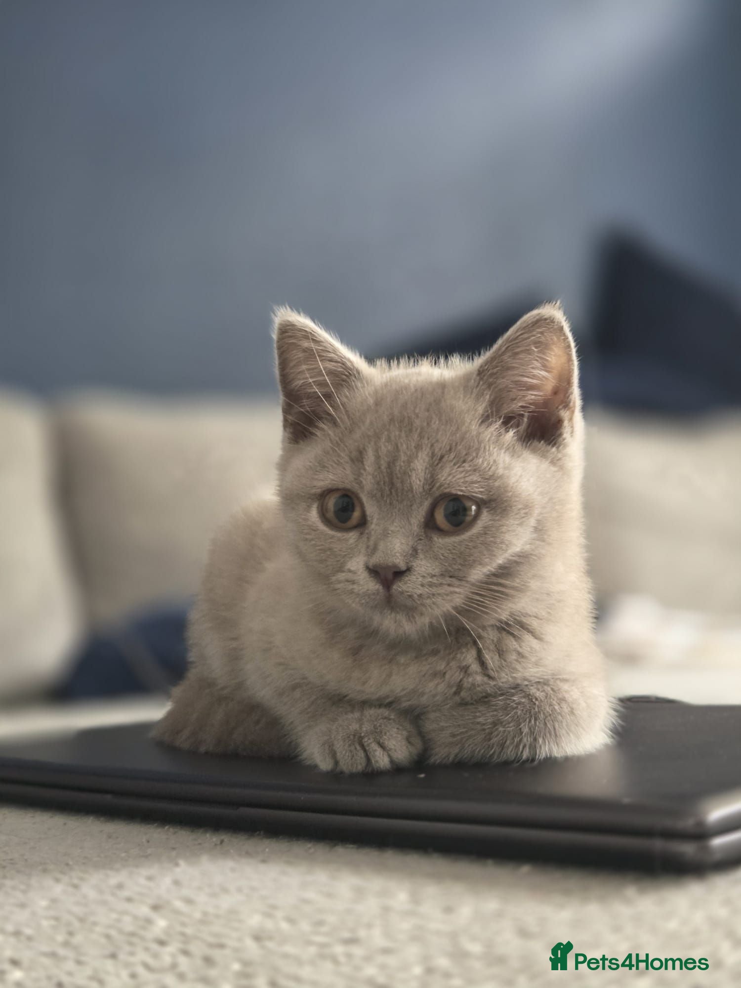 British Shorthair cats British Shorthair Lilac & Grey Blue Cute Kittens  - Advert 2