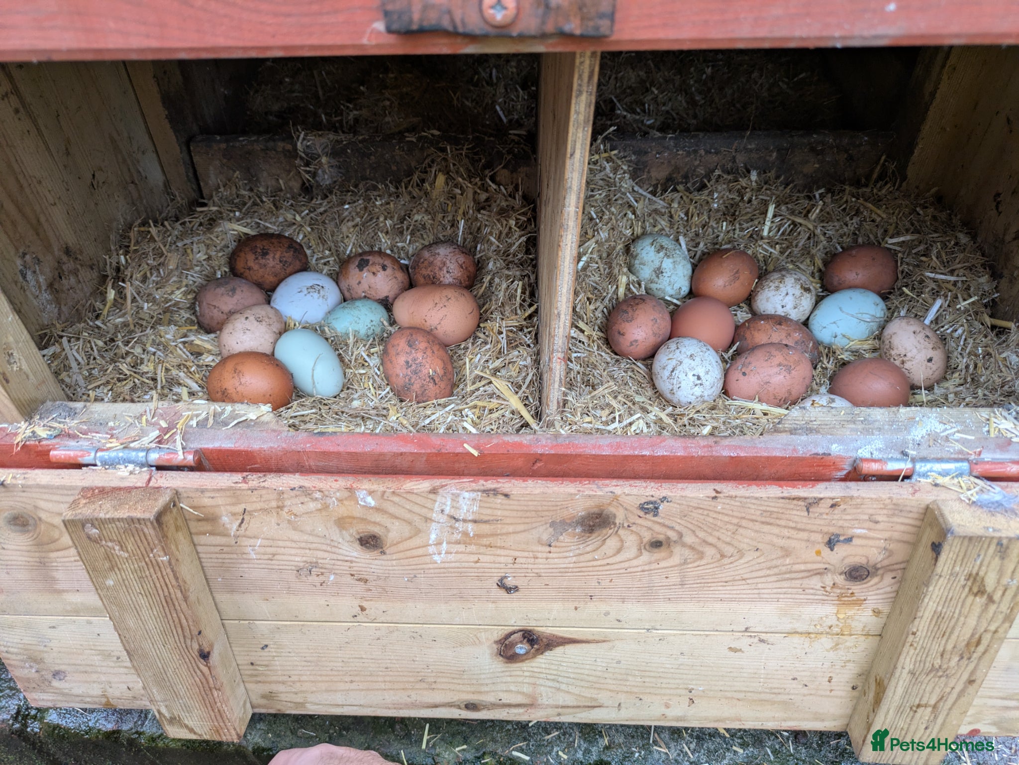 Mixed Breed poultry 🌟🌟🌟 hatching chicken eggs 🌟🌟🌟 - Advert 1