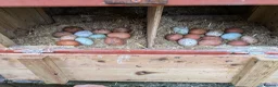 Mixed Breed poultry for sale: 🌟🌟🌟 hatching chicken eggs 🌟🌟🌟 - Advert 1