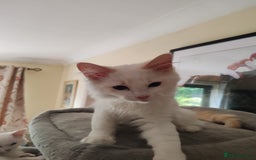 Ragdoll cats for sale: RAGS To Riches  - Image 6