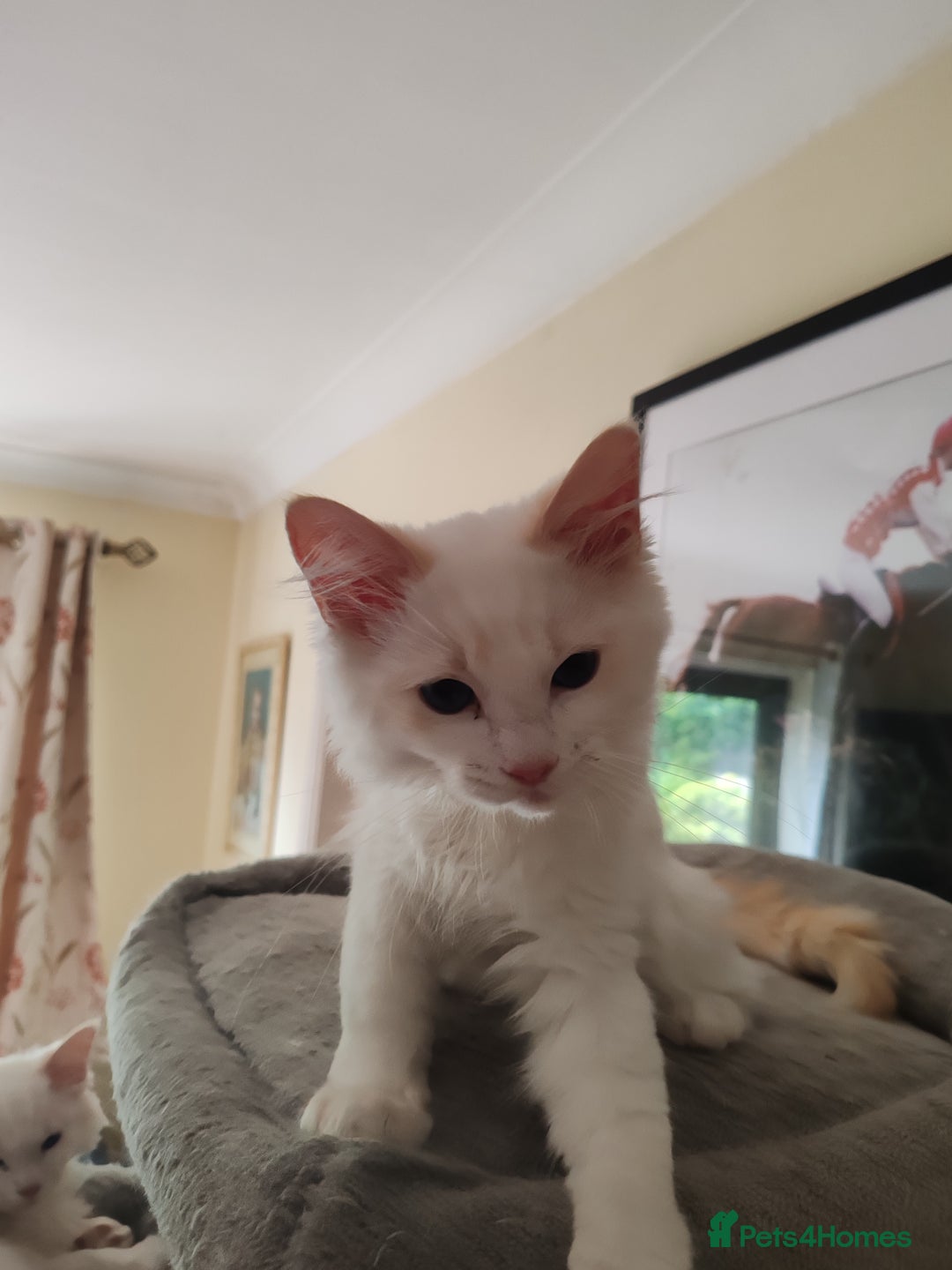 Ragdoll cats for sale: RAGS To Riches  - Image 6