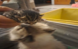 Persian cats for sale:  persian mix bangal - Image 12