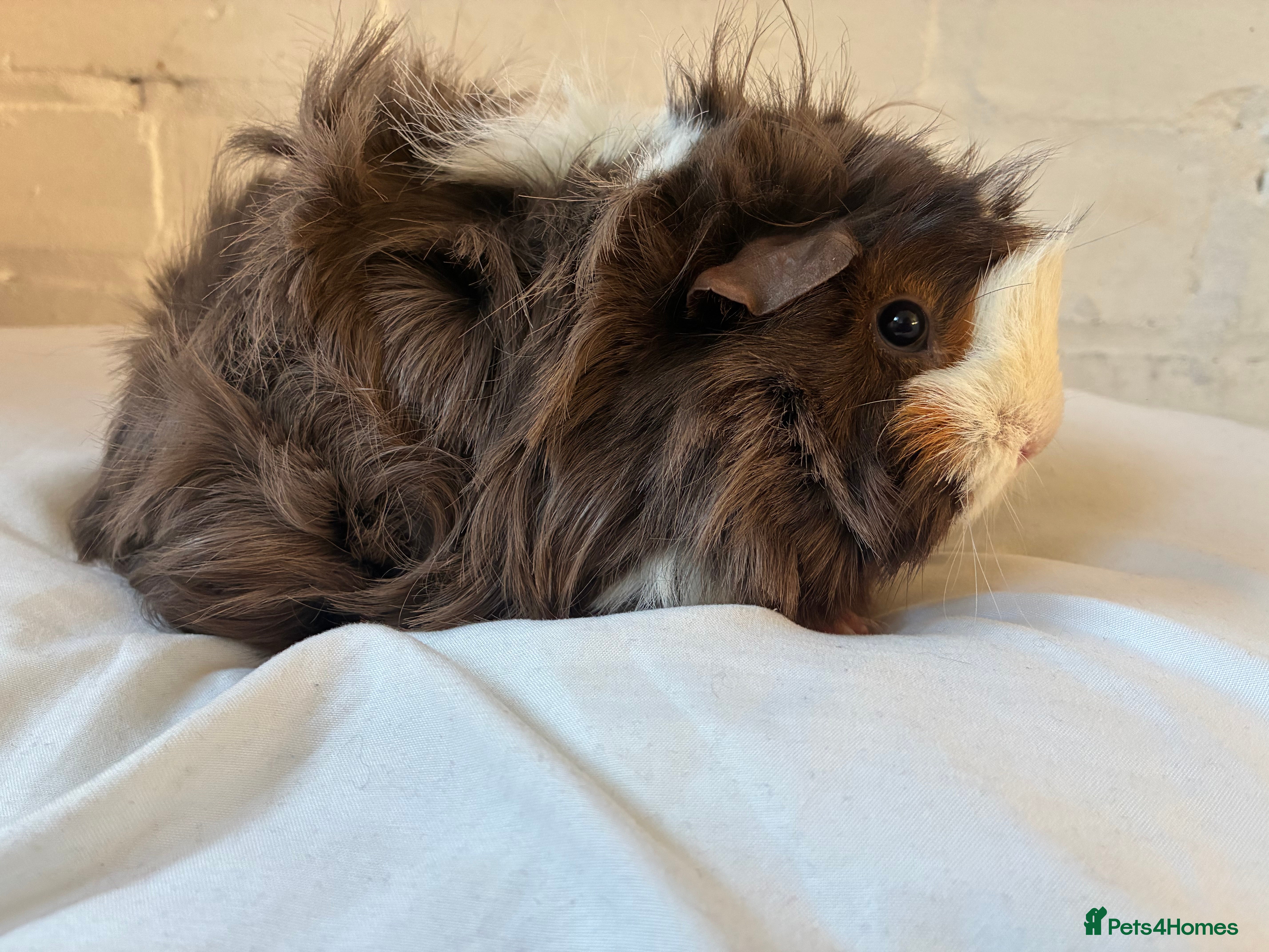 Guinea Pig rodents 2 FEMALE Guinea pigs  - Advert 14