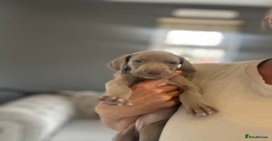 Weimaraner dogs - Advert 10