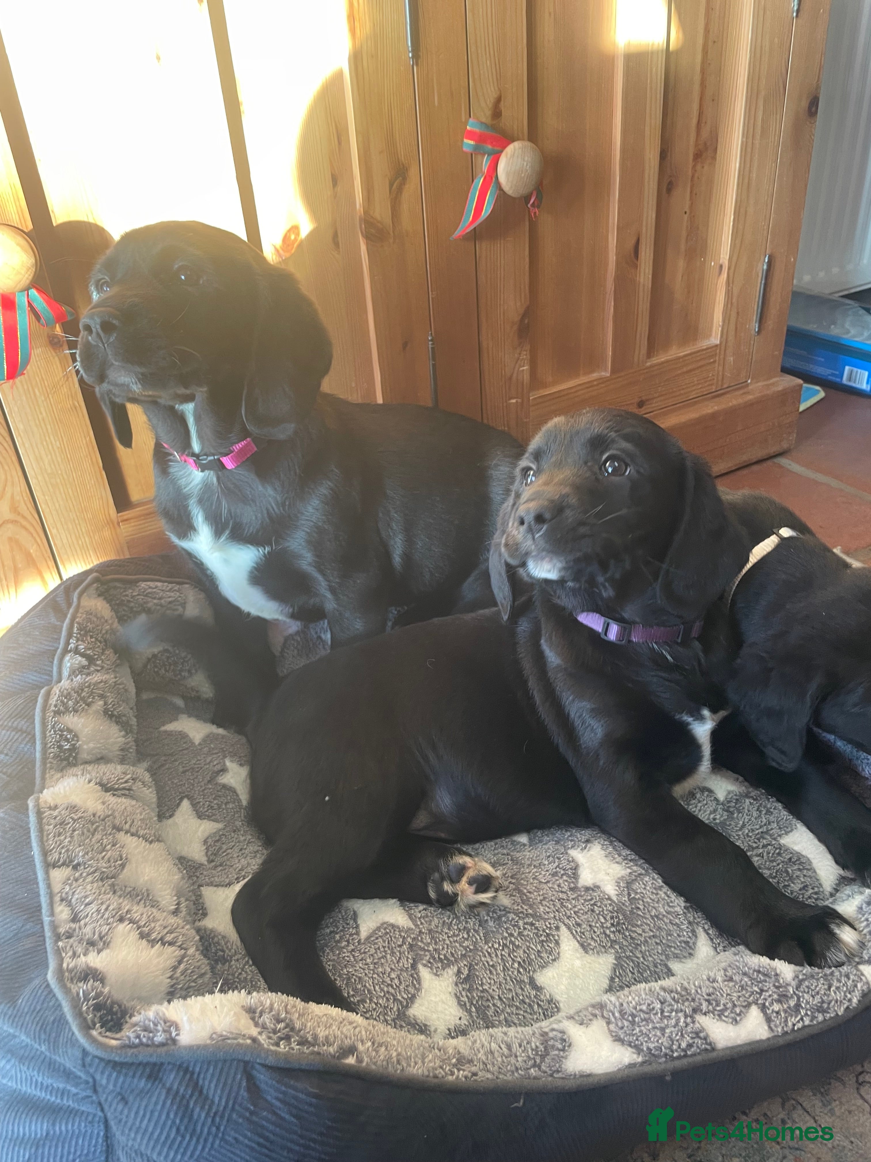 Springador dogs Beautiful Springador Puppies  - Advert 6