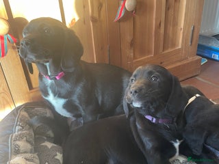 Springador dogs Beautiful Springador Puppies - Advert 18