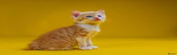Mixed Breed cats for sale: Orange / ginger male kittens  in Stonehouse - Advert 6