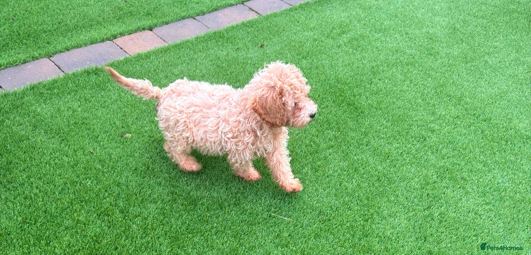 Cockapoo dogs for sale: F1B cockapoo puppy - Advert 7