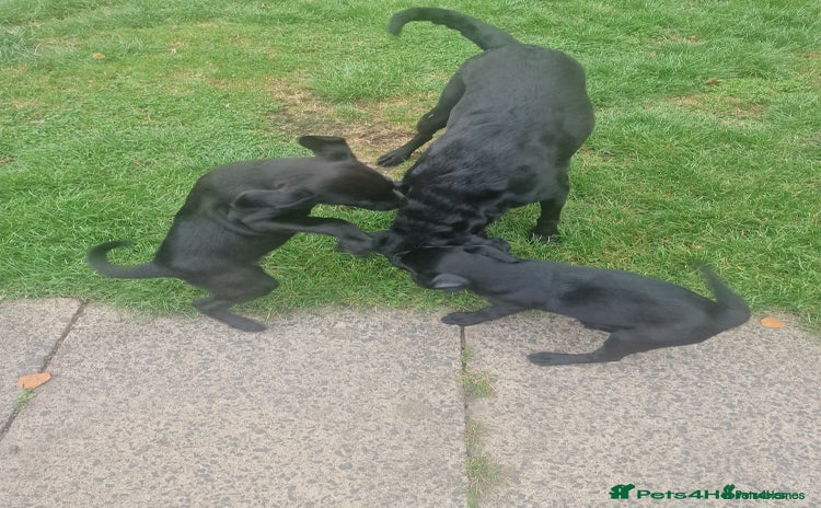 Labrador Retriever dogs - Advert 16