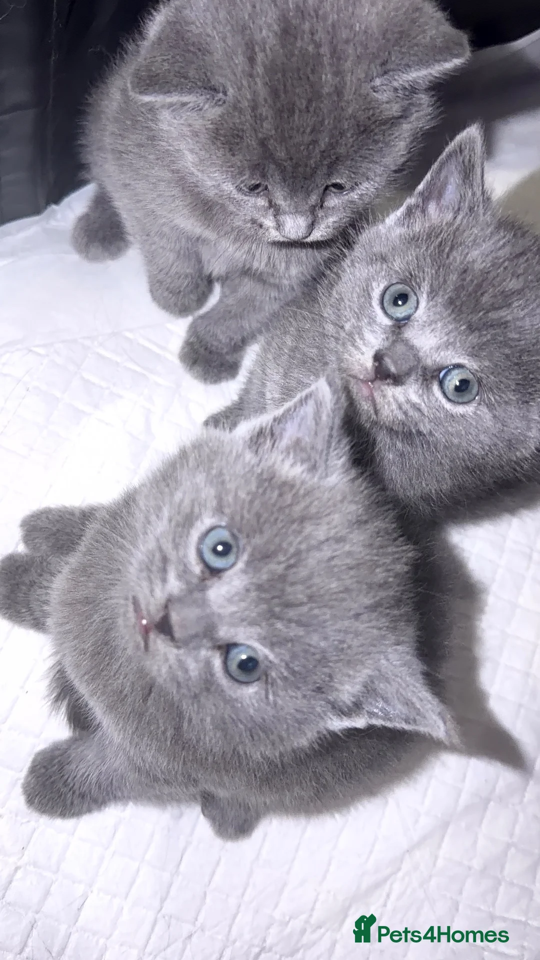 British Shorthair cats for sale: Adorable Blue British Shorthair Kittens in London - Advert 2