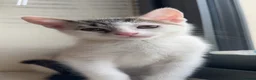 Mixed Breed cats for sale: 🐾 White Kitten for Sale – Blanco 🐾 - Advert 8