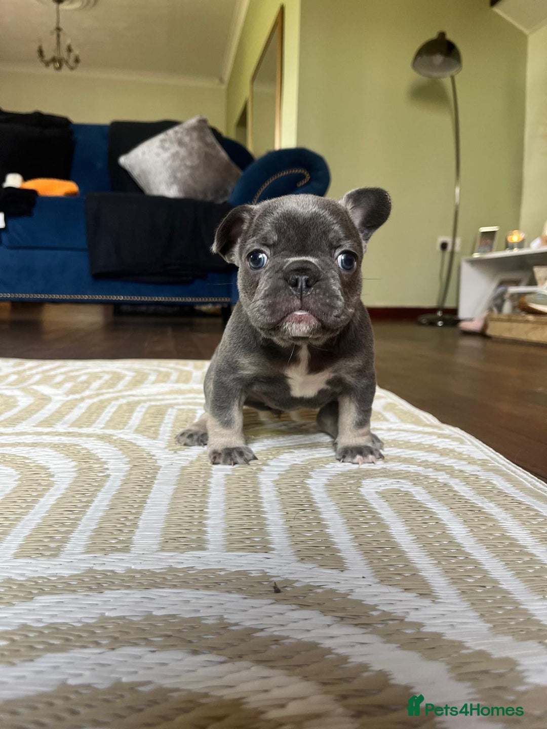 French Bulldog dogs for sale: Stunning litter of French bulldog puppies  - Image 2
