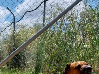 Mixed Breed dogs Urgent 🚨 Home for Kobi in Hengoed - Advert 8