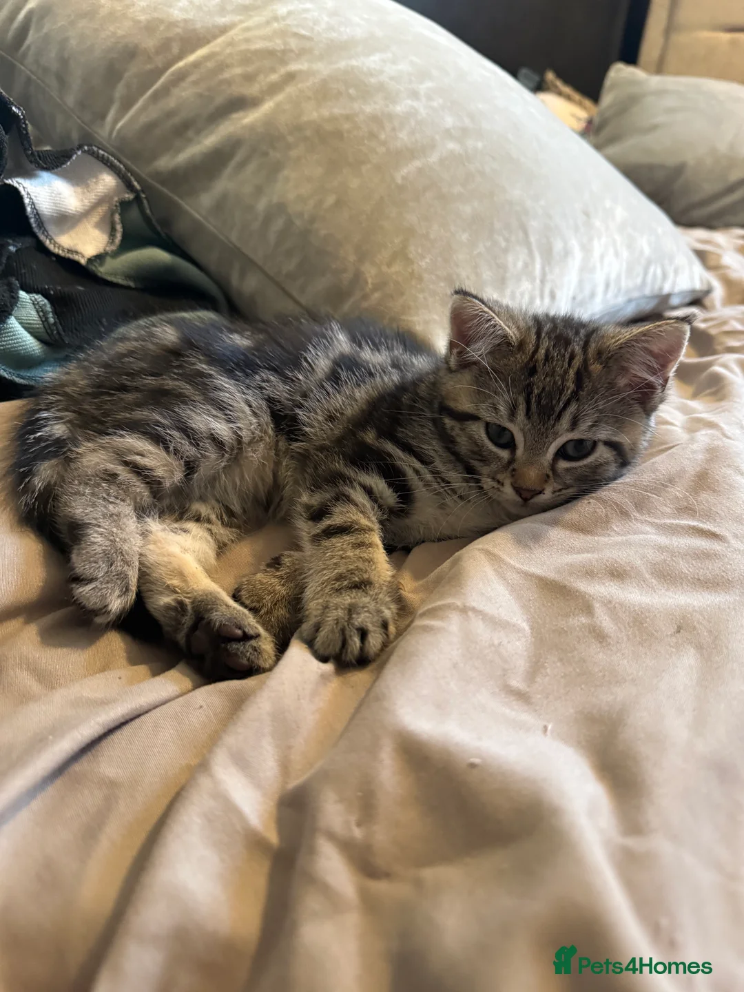 Domestic Shorthair cats for sale: Gorgeous Kittens 4 girls 1 boy - Advert 12