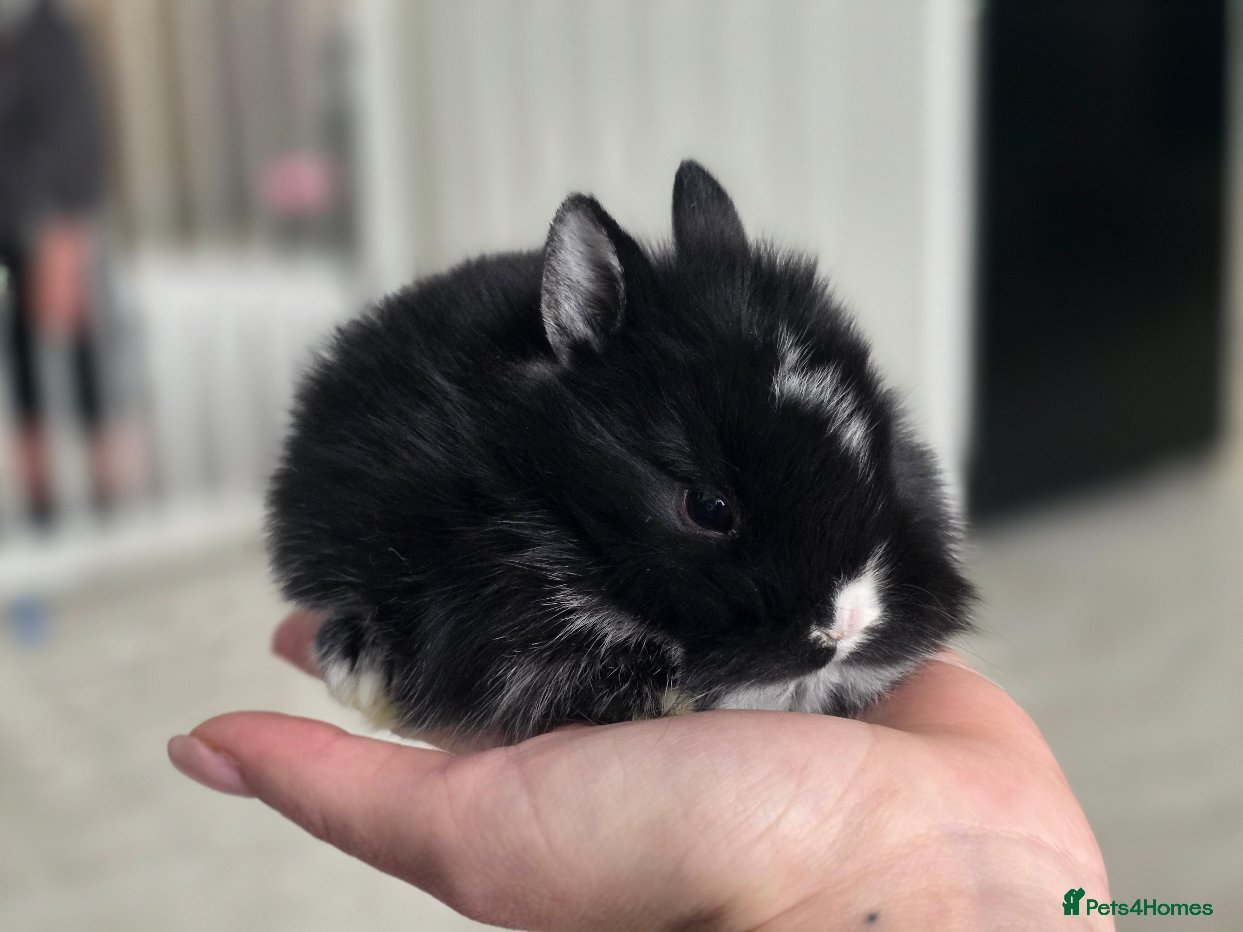 Mixed Breed rabbits Mini lop x lionhead  - Advert 1