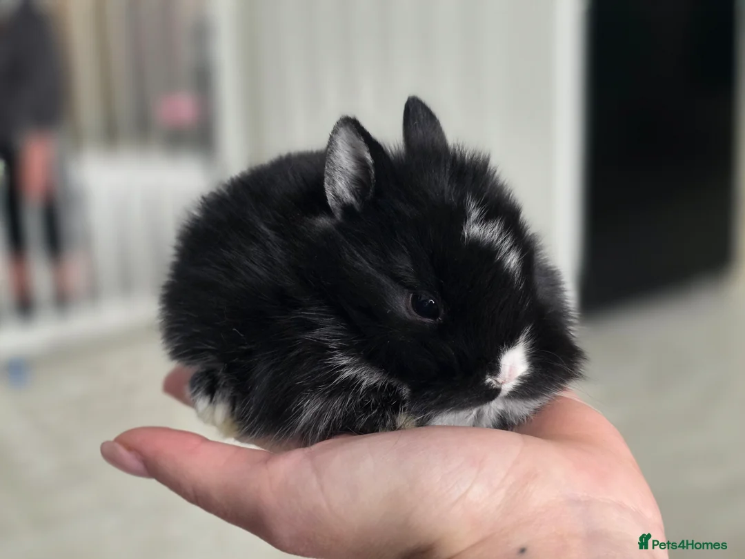 Mixed Breed rabbits for sale: Mini lop x lionhead  - Advert 1