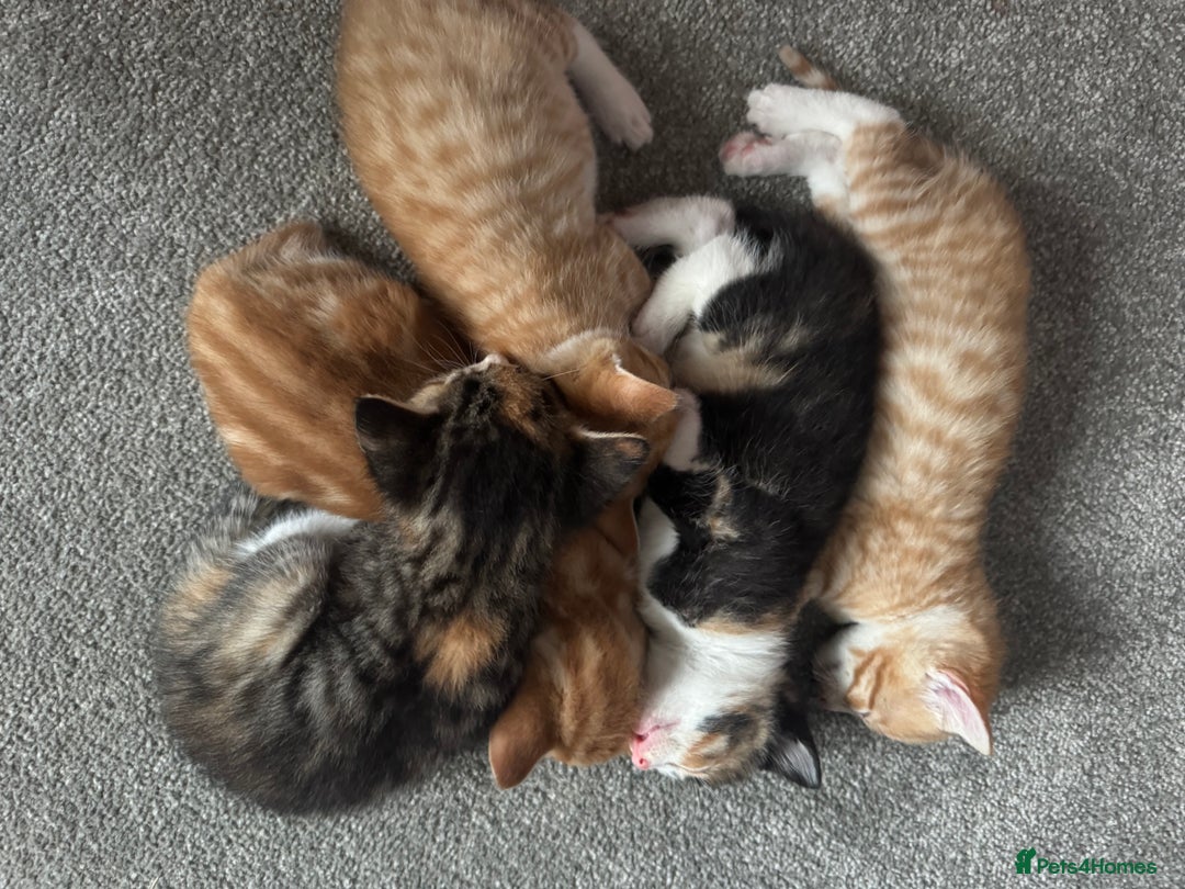 Mixed Breed cats for sale: Part Bengal Ginger Kittens for Sale - READY NOW - Image 13
