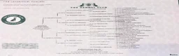 Labrador Retriever dogs for sale: Exceptionally Health Tested Champion Pedigree Pups - Advert 3