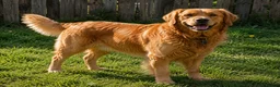 Golden Retriever dogs for sale: Girls Cream Golden Retriever  - Advert 8