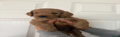 Cockapoo 1 male 