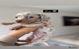 Miniature Dachshund dogs for sale: Stunning KC true miniature dachshund puppies - Image 4