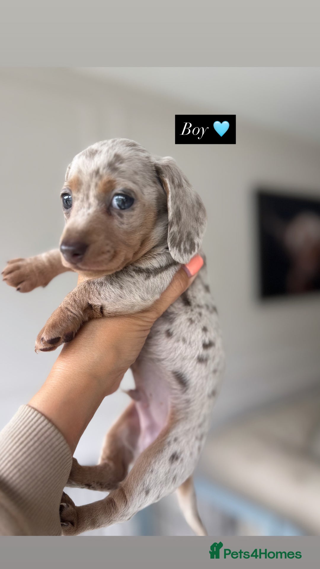 Miniature Dachshund dogs for sale: Stunning KC true miniature dachshund puppies - Image 4