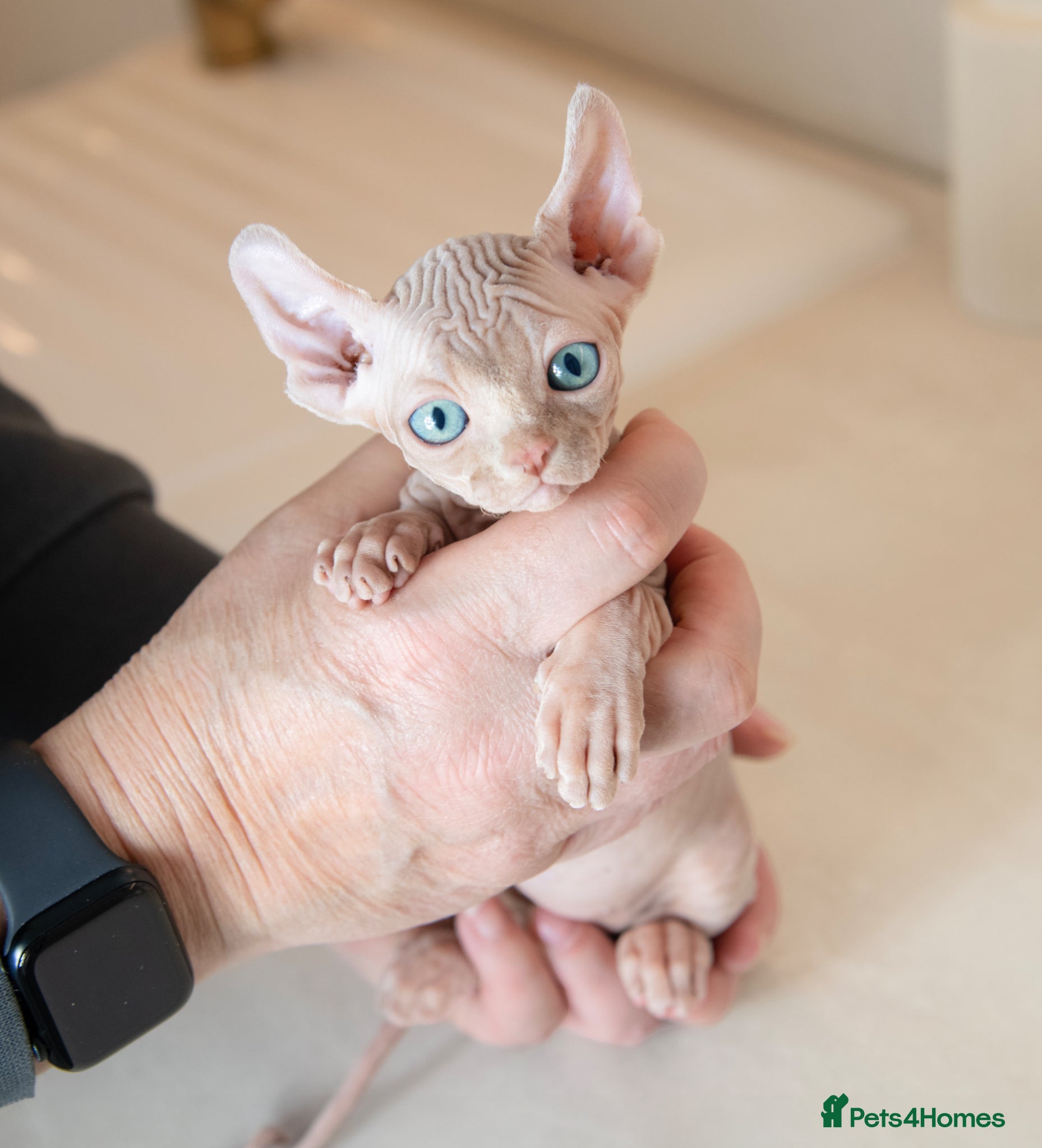 Sphynx cats Rare tabby champion Sphynx kittens  - Advert 3