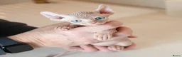 Sphynx cats for sale: Rare tabby champion Sphynx kittens  - Advert 1
