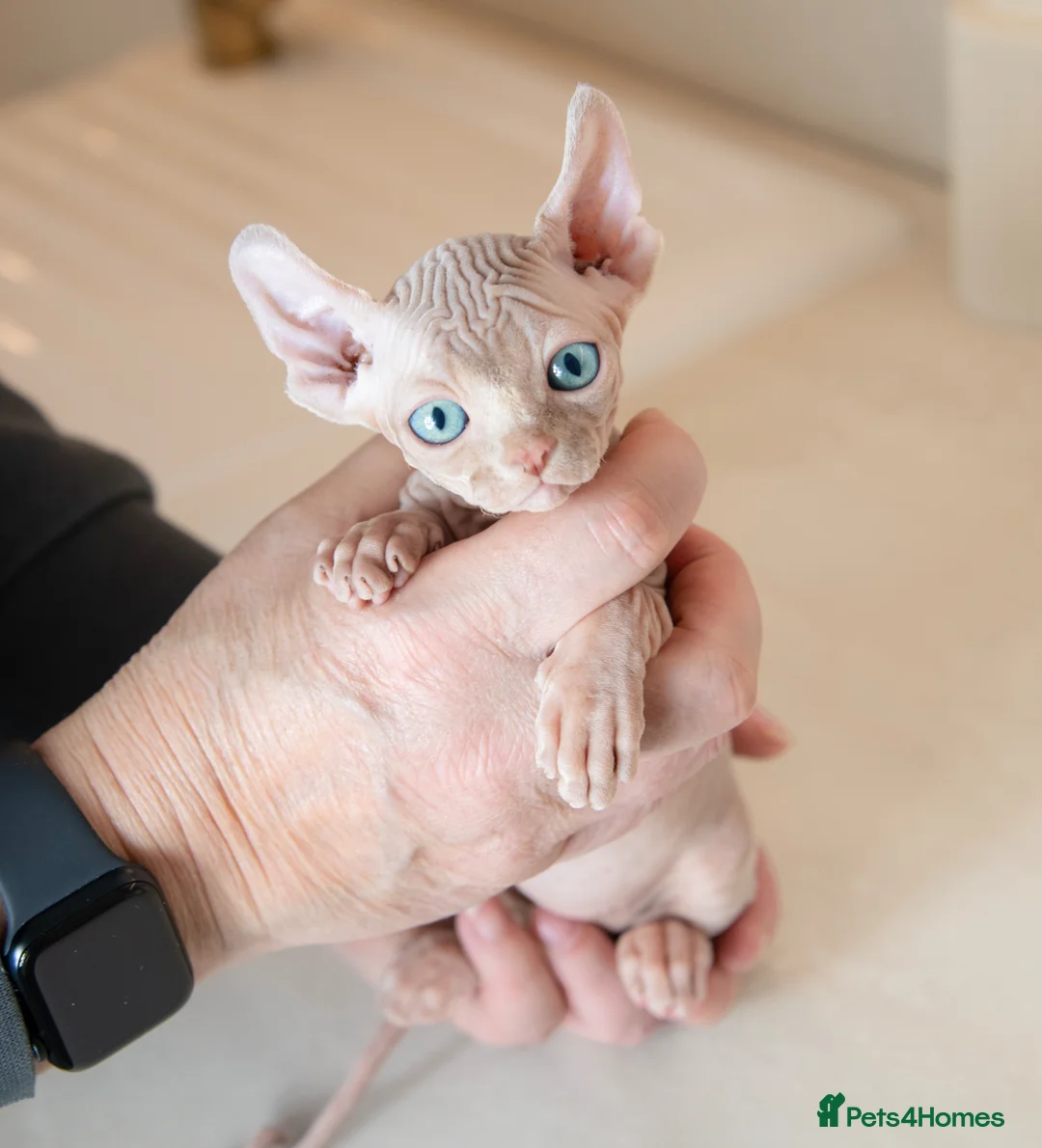 Sphynx cats for sale: Rare tabby champion Sphynx kittens  - Advert 1