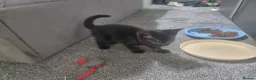 Mixed Breed cats for sale: Beautiful mixed kittens, very playful  - Advert 13