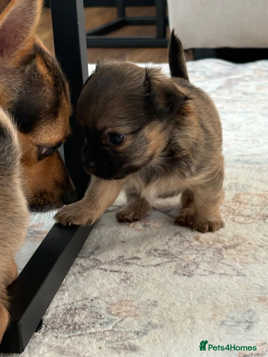 Mixed Breed dogs for sale: Beautiful litter of four happy healthy Pomchis in Banstead - Advert 2