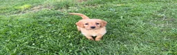 Labradoodle dogs for sale: Miniature labradoodles  - Advert 6