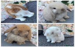 Mini Lop rabbits for sale: 🌟PURE BRED PEDIGREE MINI LOPS🌟 - Image 35