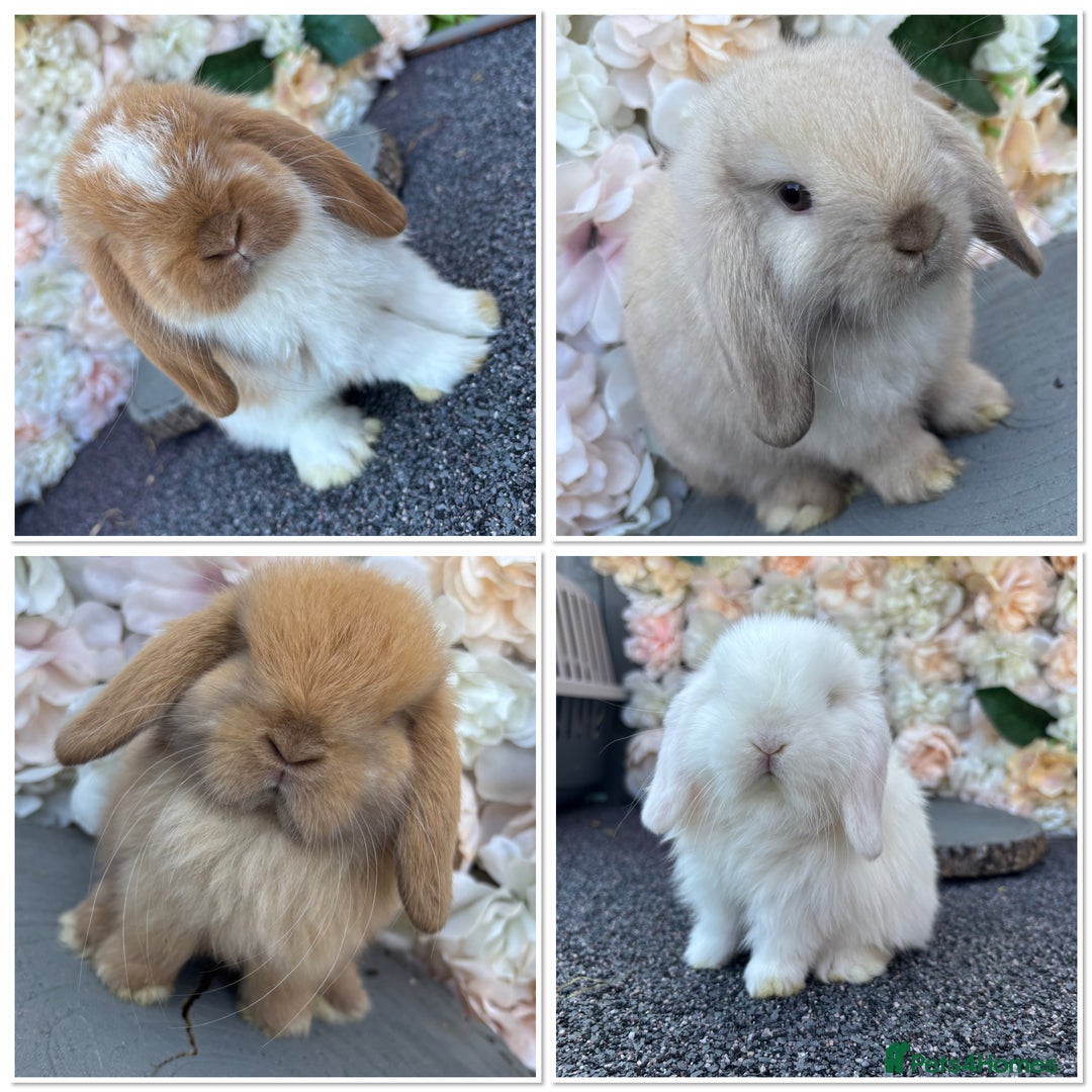 Mini Lop rabbits for sale: 🌟PURE BRED PEDIGREE MINI LOPS🌟 - Image 35