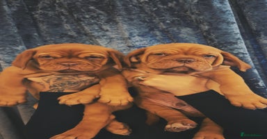 Dogue De Bordeaux dogs - Advert 10