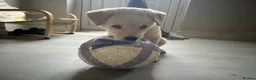Mixed Breed dogs for sale: Akita/lab - Advert 6