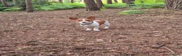 Mixed Breed dogs for stud: Jackuaua x chiweenie Stud - Advert 4