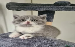 British Shorthair cats for sale: 4 Sweet PEDIGREE kittens - Image 8