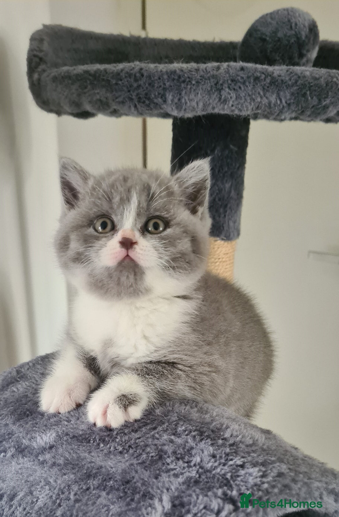 British Shorthair cats for sale: 4 Sweet PEDIGREE kittens - Image 8