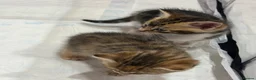 Mixed Breed cats for sale: Kittens For sale - Advert 8