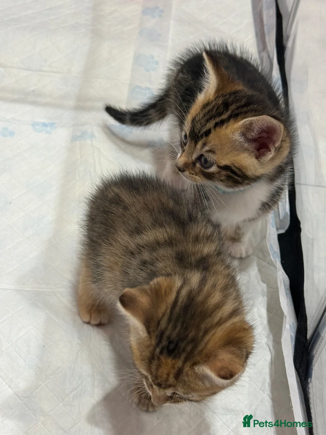 Mixed Breed cats for sale: Kittens For sale - Advert 8