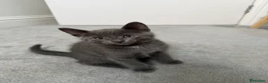 Russian Blue 2