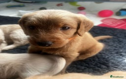 Labradoodle dogs for sale: Last Girl Labradoodle  - Image 5