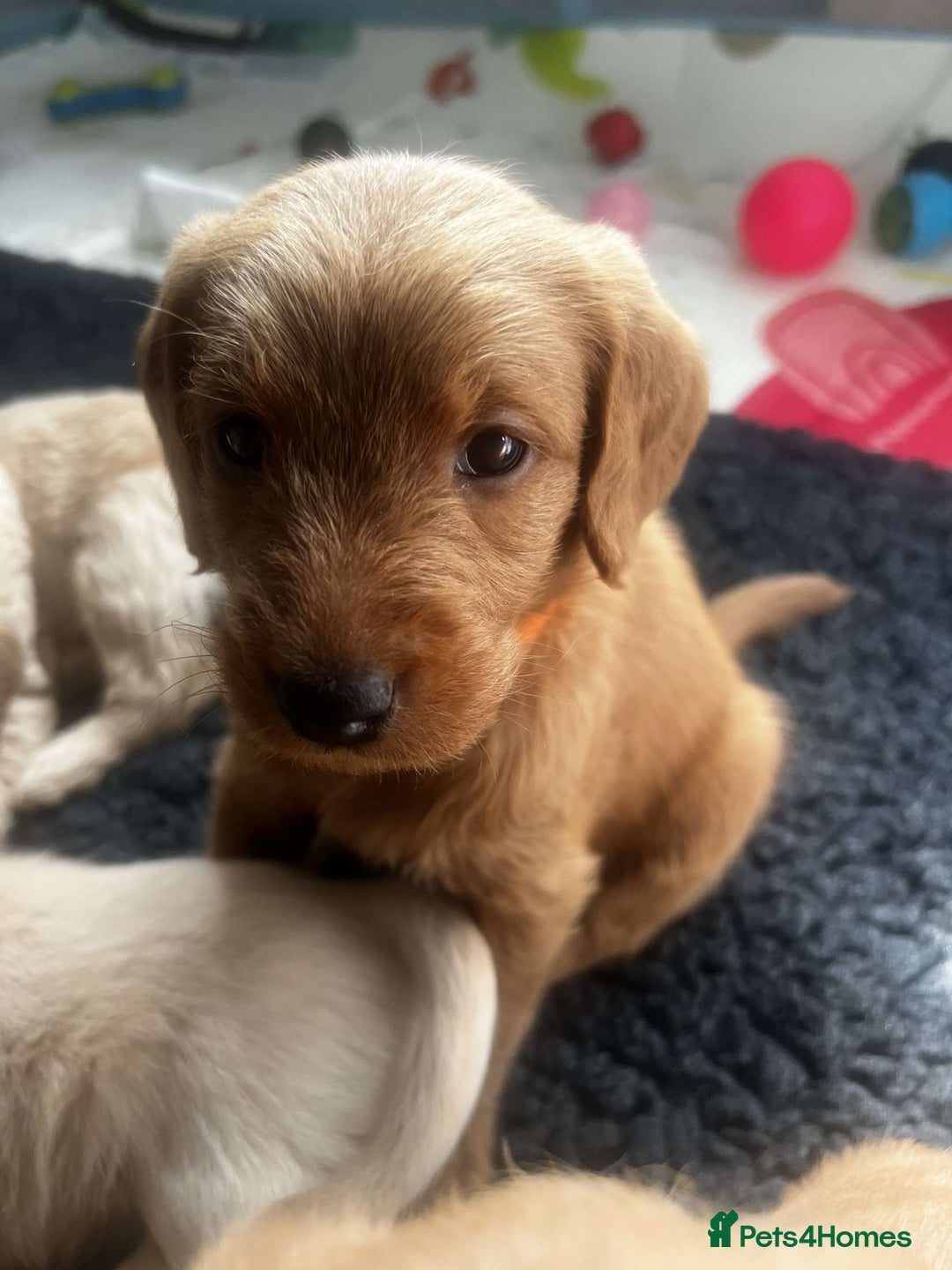 Labradoodle dogs for sale: Last Girl Labradoodle  - Image 5