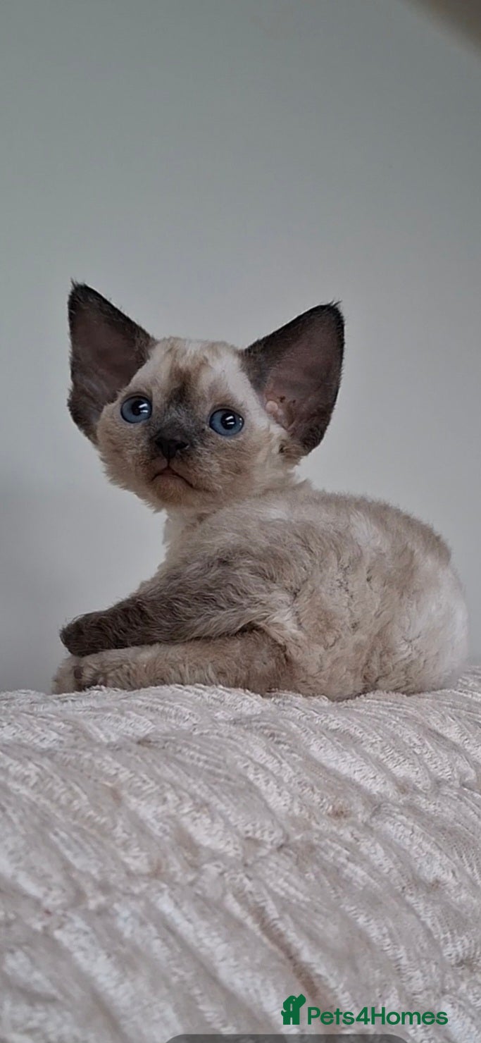 Devon Rex cats Devon Rex -the price includes sterilization - Advert 3