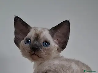 Devon Rex cats Devon Rex -the price includes sterilization - Advert 3