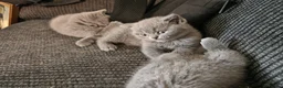 British Shorthair cats for sale: British blue for sale gret price in Pontefract - Advert 4