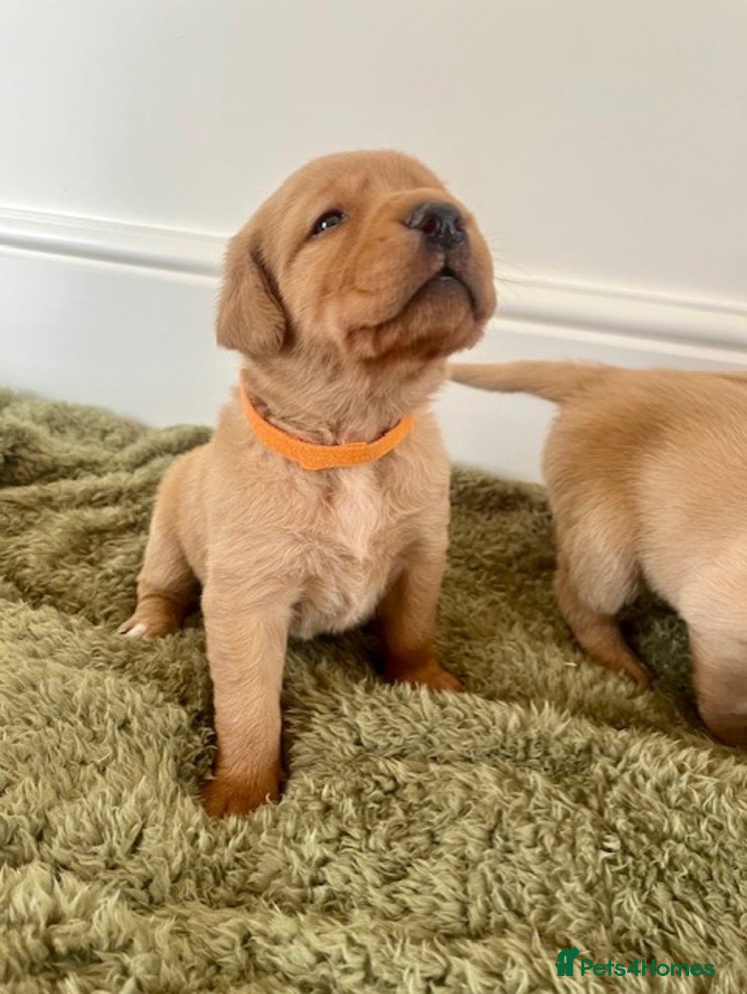 Goldador dogs for sale: Stunning Goldadors  - Image 8
