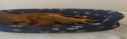 Cocker Spaniel dogs for sale: Cocker Spaniel puppy’s  - Advert 4