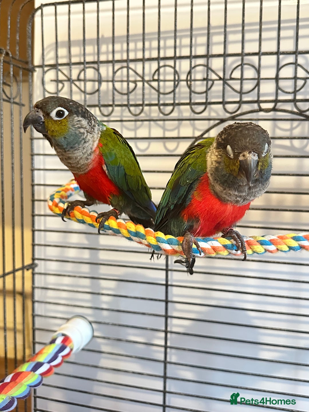 Conures birds for sale: CRIMSON BELLIED CONURE PAIR - Image 5